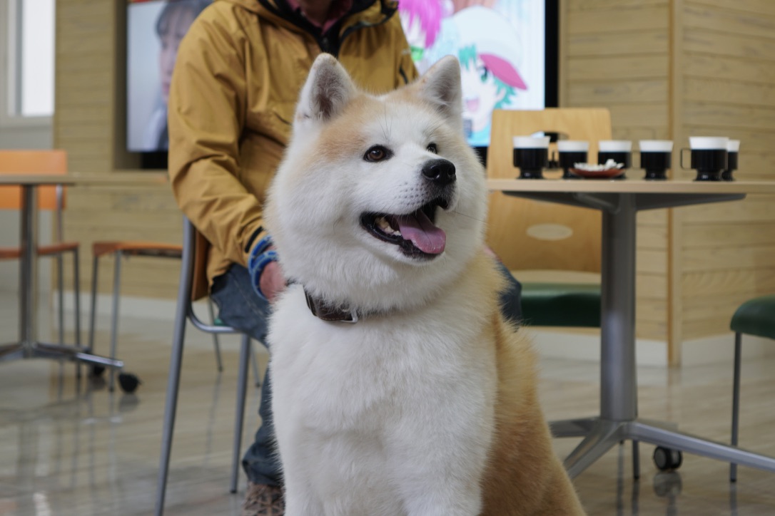 疾風と里親さんが遊びに来てくれました！