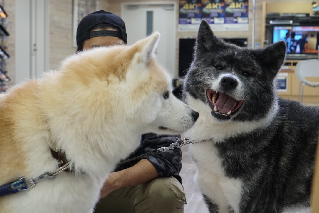 疾風と里親さんが遊びに来てくれました！