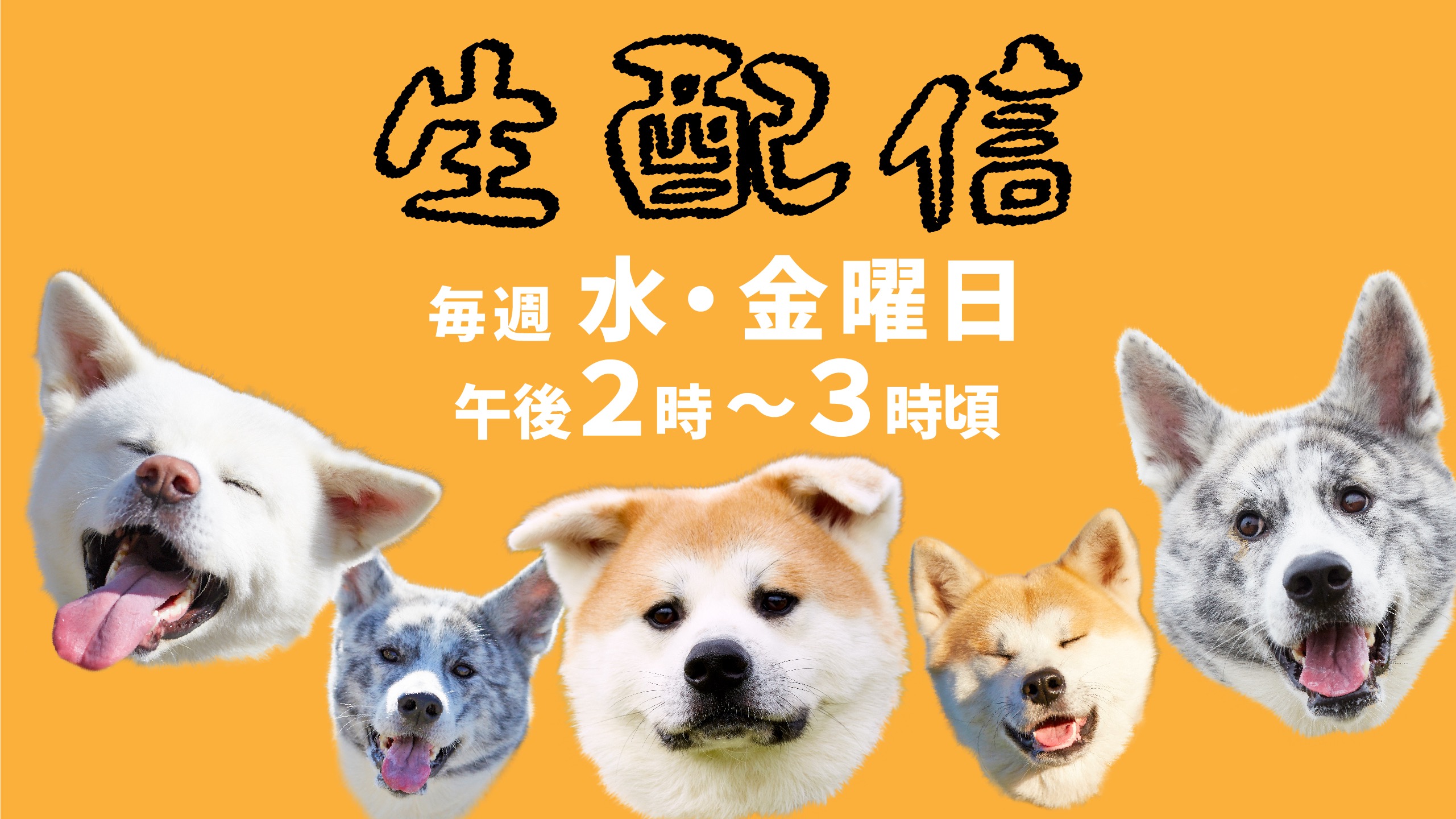 秋田犬が遊んでいる様子の生配信、始めます!