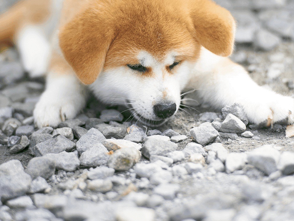 シリーズ「私と秋田犬」vol.1