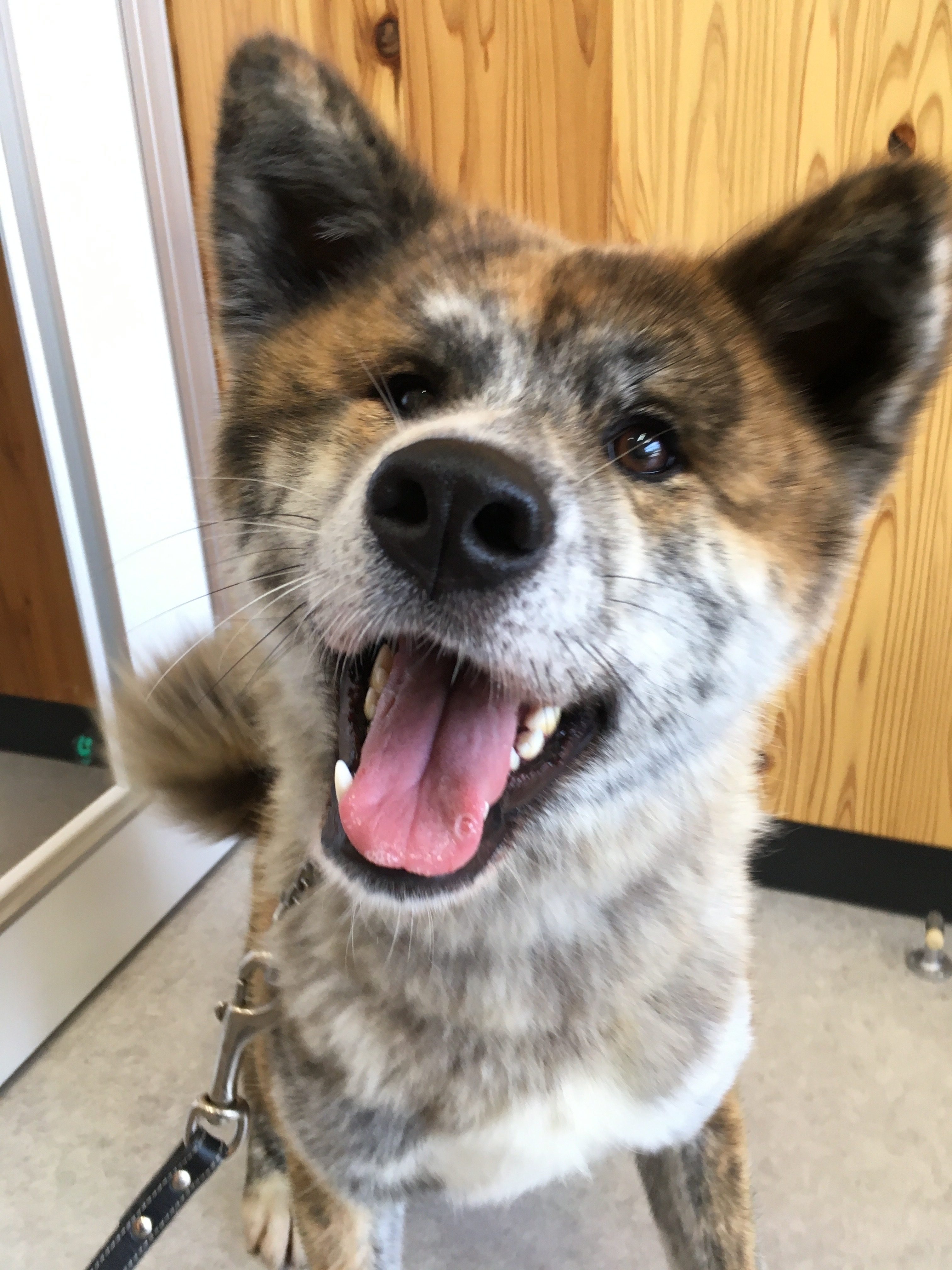 秋田犬の里親さんを引き続き募集中です！