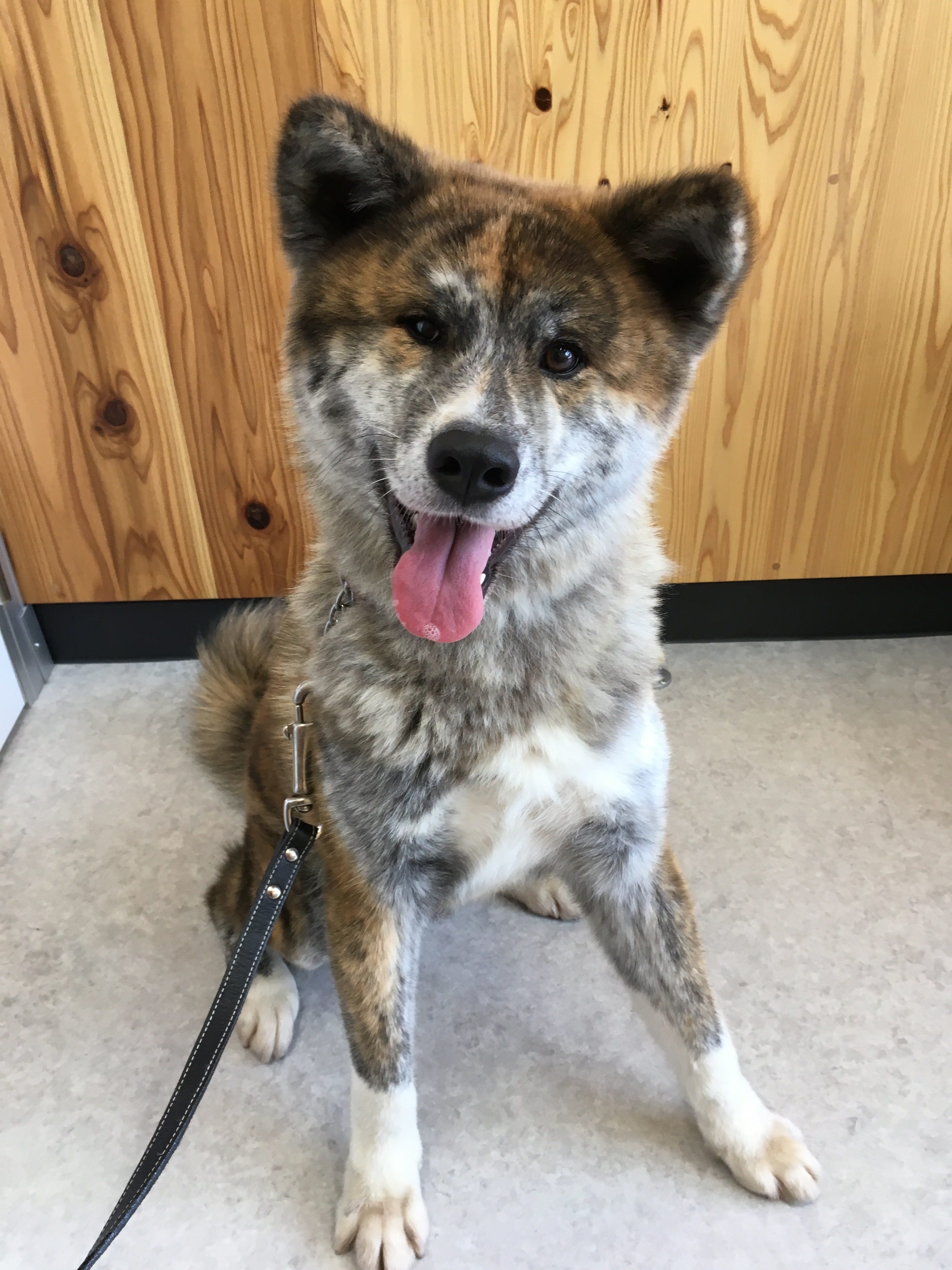 秋田犬の里親さんを引き続き募集中です!