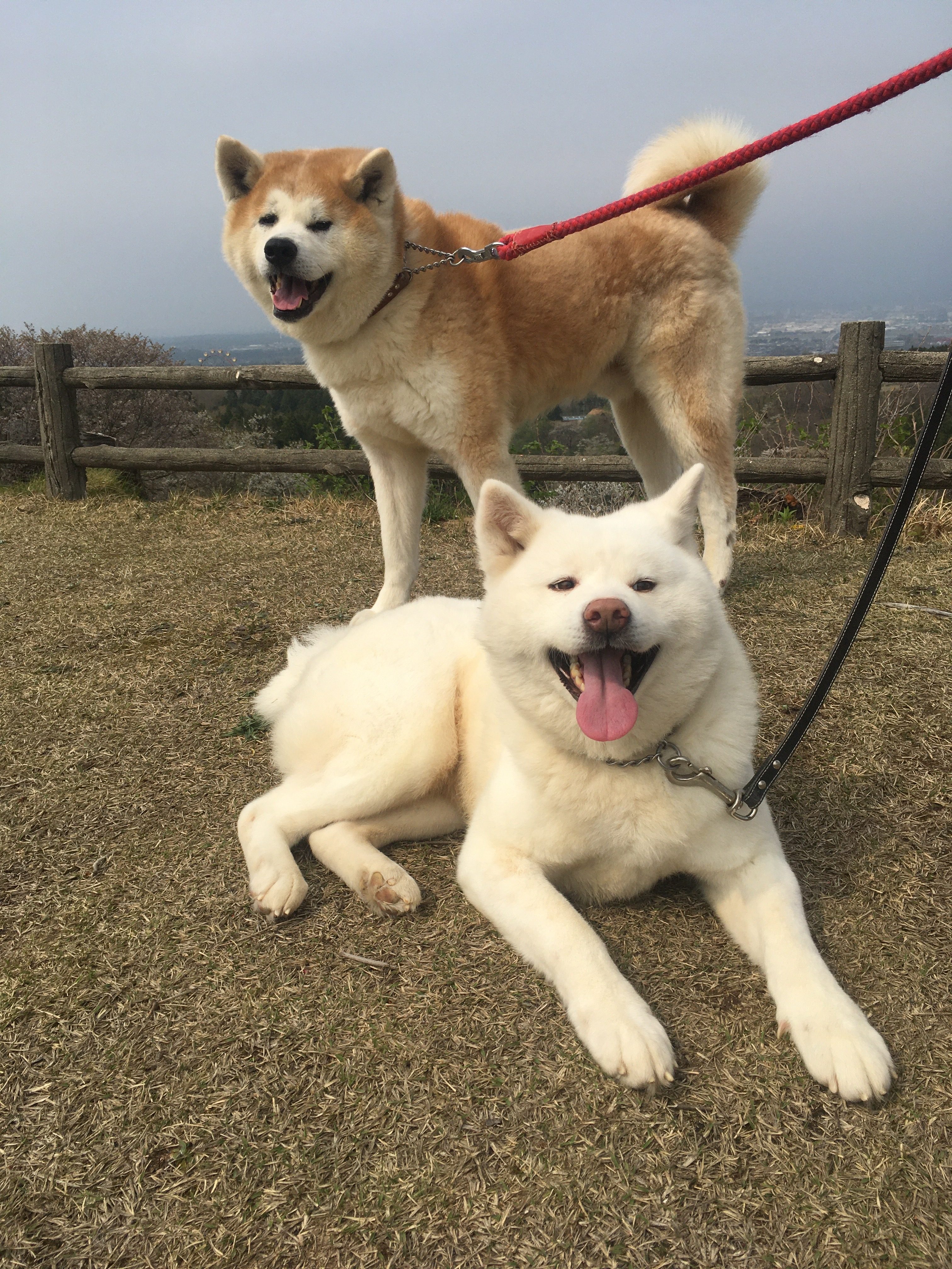 秋田犬の里親さんを引き続き募集中です!