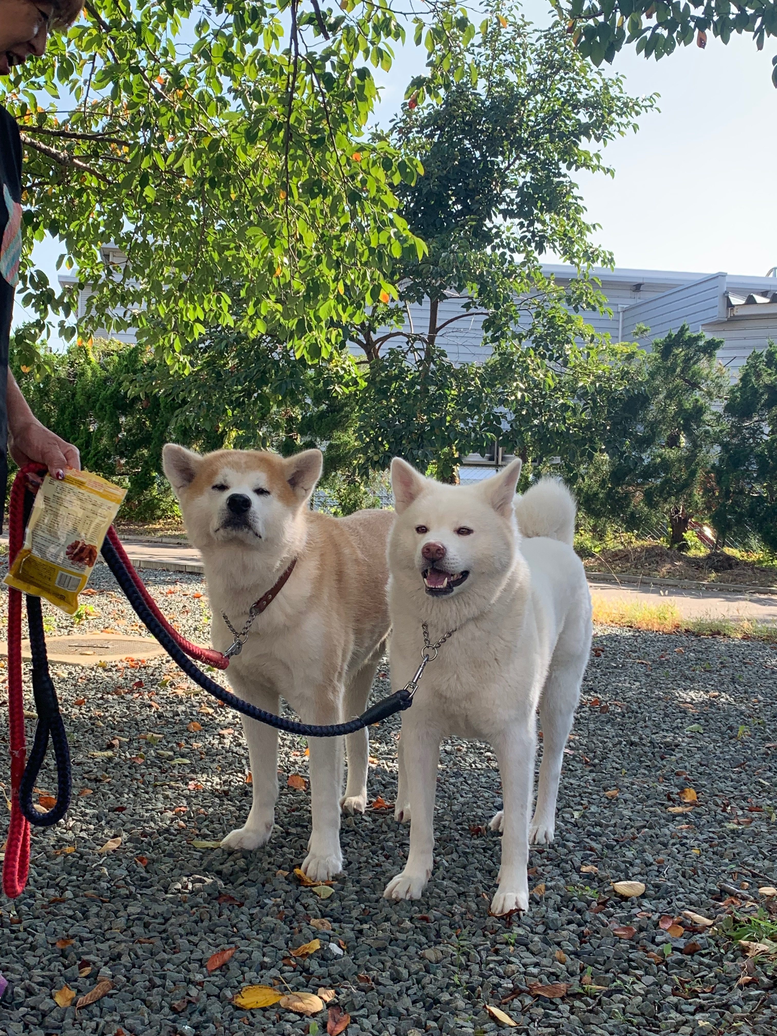秋田犬の里親さんを引き続き募集中です!