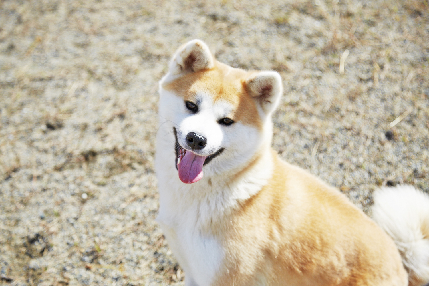 10月24日(日)より、秋田犬サテライトステーション(JR秋田駅西口構内)「秋田犬との交流」を再開いたします。